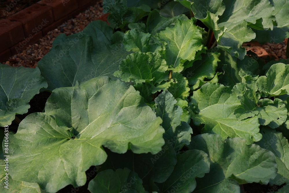 Green leafy vegetables from the same family as cabbage.Field of collard greens or cabbages, Collard Greens have large, dark green leaves. Has high nutritional value and is classified as a Superfood. Green leafy vegetables from the same family as cabbage.Field of collard greens or cabbages, Collard Greens have large, dark green leaves. Has high nutritional value and is classified as a Superfood.