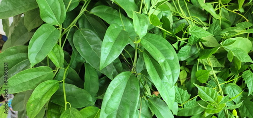 Bamboo grass is a climbing vine. Tiliacora triandra (Colebr.) Diels has dark green leaves and is in the family Menispermaceae. Bai-ya-nang has medicinal properties and is high in chlorophyll.
