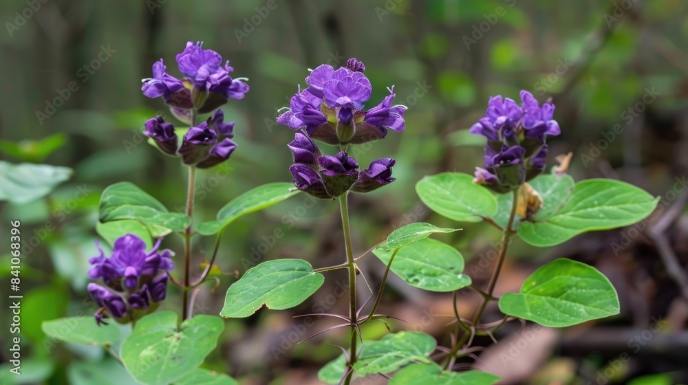 Purple Flowers Known as Waterkanon Watrakanu Minnieroot Iron Root Feverroot and Popping Pod Purple Flowers Known as Waterkanon Watrakanu Minnieroot Iron Root Feverroot and Popping Pod