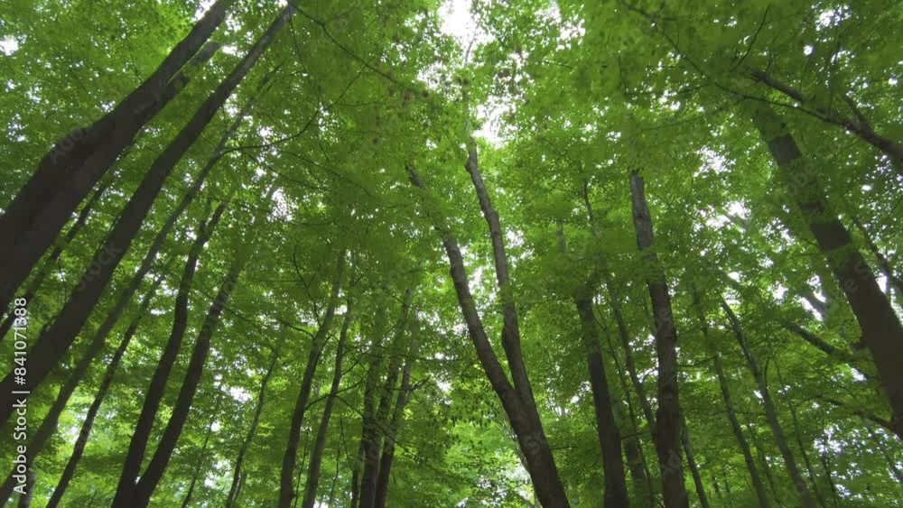 Hiking down a path in the forest and looking up at the trees. Hiking down a path in the forest and looking up at the trees.