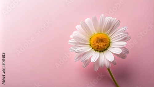 Delicate chamomile daisy flower with soft petals and yellow center resting on a gentle pink background, offering ample copy space for a serene spring or summer design.