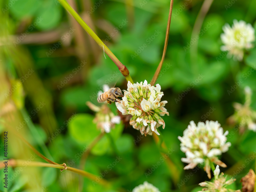 白詰草の花と蜜蜂