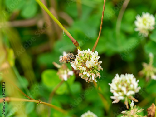 白詰草の花と蜜蜂 photo