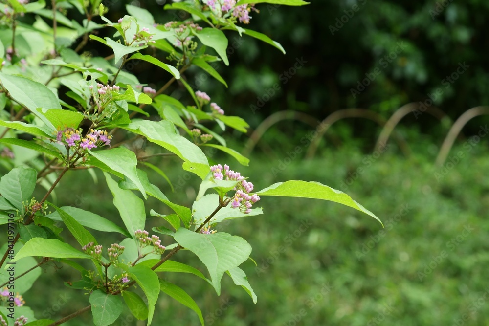 Obraz premium 明治神宮御苑に生えているシソ科の植物