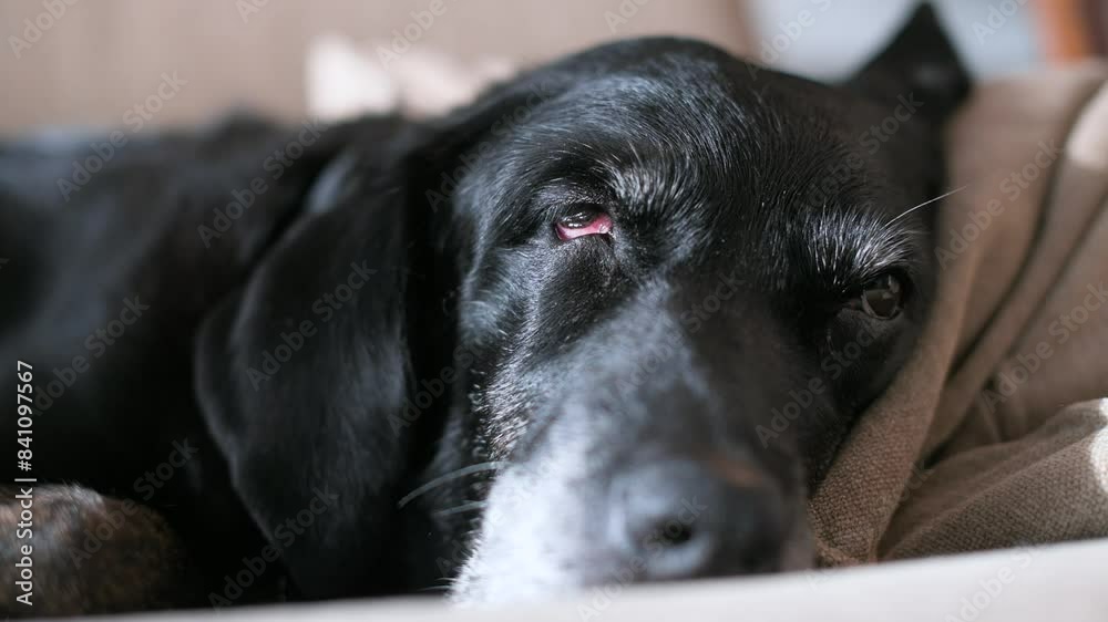 An elderly black labrador snaps comfortably on a couch. An elderly black labrador snaps comfortably on a couch.