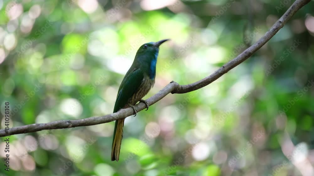 Seen perched on a vine while scratching its head and looking around wiping its beak on the perch, Blue-bearded Bee-eater Nyctyornis athertoni, Thailand Seen perched on a vine while scratching its head and looking around wiping its beak on the perch, Blue-bearded Bee-eater Nyctyornis athertoni, Thailand