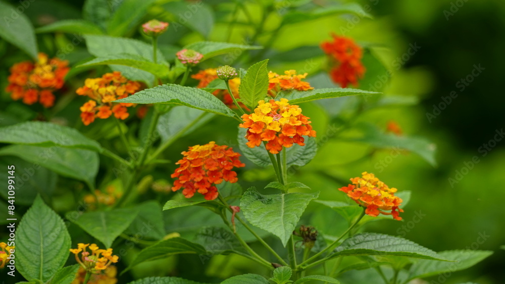 Close-up of colorful Lantana camara flowers blooming Close-up of colorful Lantana camara flowers blooming