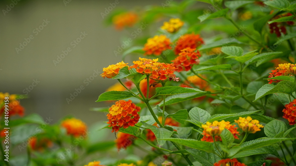 Close-up of colorful Lantana camara flowers blooming Close-up of colorful Lantana camara flowers blooming