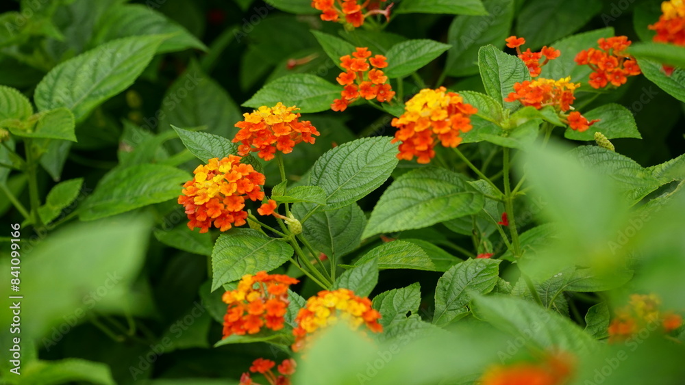 Close-up of colorful Lantana camara flowers blooming Close-up of colorful Lantana camara flowers blooming