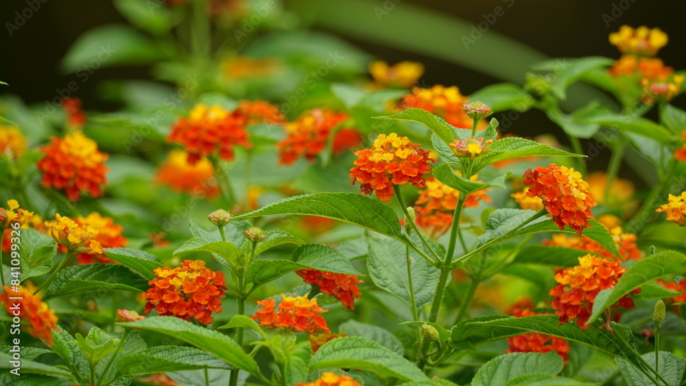 Close-up of colorful Lantana camara flowers blooming Close-up of colorful Lantana camara flowers blooming