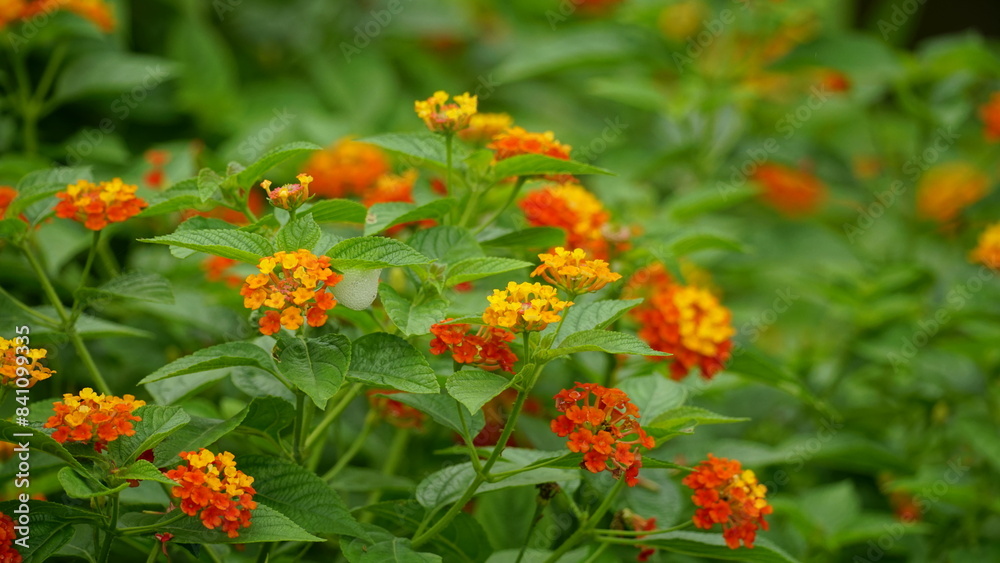 Close-up of colorful Lantana camara flowers blooming Close-up of colorful Lantana camara flowers blooming
