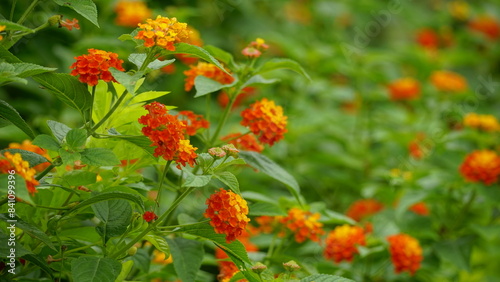 Close-up of colorful Lantana camara flowers blooming