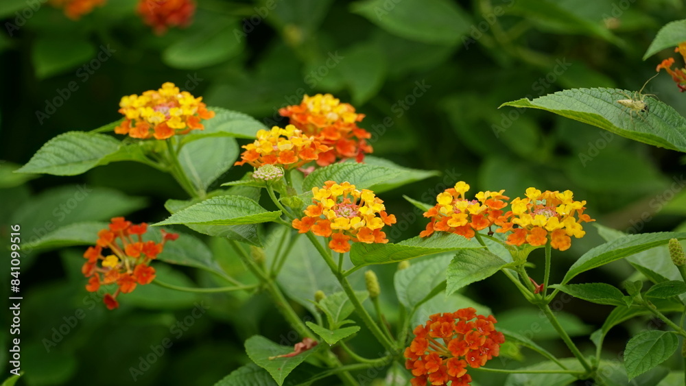 Close-up of colorful Lantana camara flowers blooming Close-up of colorful Lantana camara flowers blooming