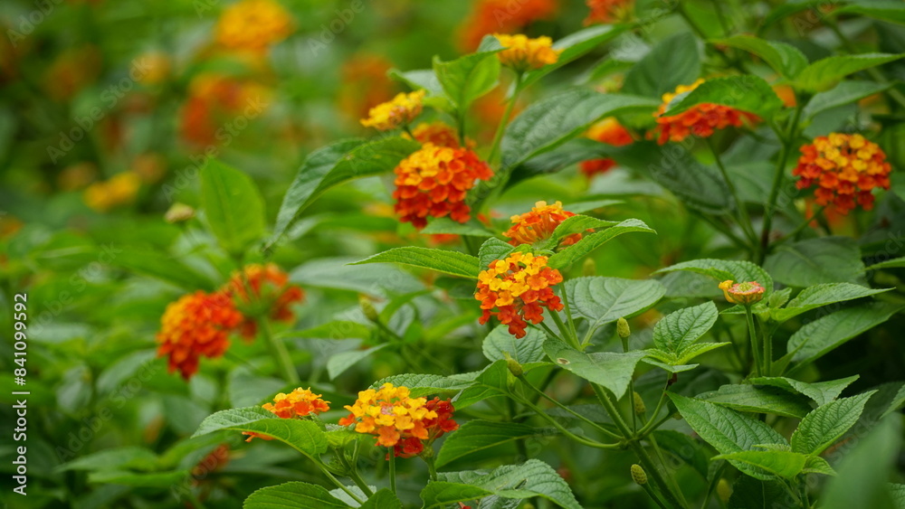 Close-up of colorful Lantana camara flowers blooming Close-up of colorful Lantana camara flowers blooming