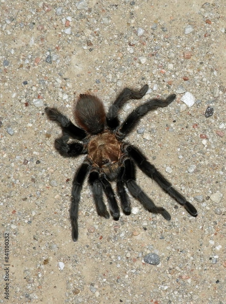 close up of a male oklahoma brown tarantula during the annual fall tarantula trek in vogel canyon, along the santa fe trail scenic byway near la junta, in southeastern colorado close up of a male oklahoma brown tarantula during the annual fall tarantula trek in vogel canyon, along the santa fe trail scenic byway near la junta, in southeastern colorado
