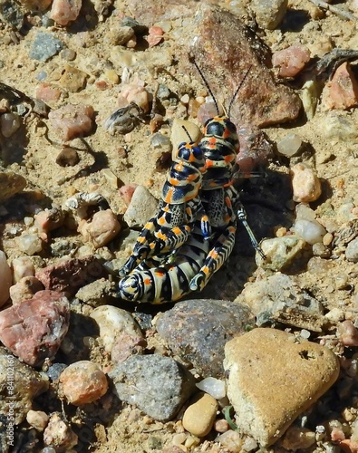 close up of two rainbow grasshoppers at timpas picnic area near la junta, in southeastern colorado photo