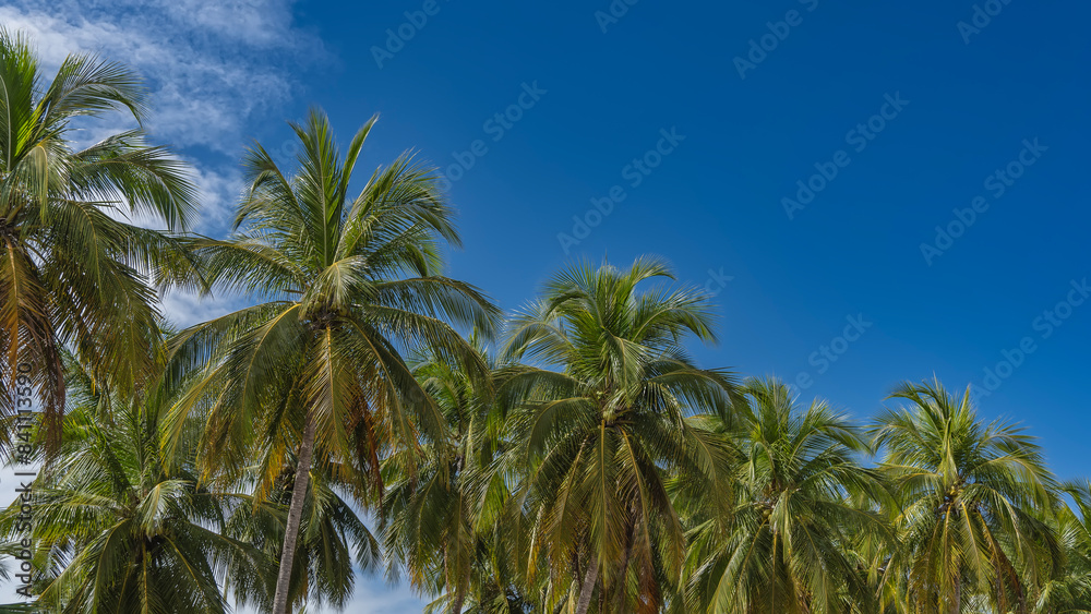 A row of coconut palms against a background of blue sky and clouds. The spreading green leaves of the crown are arranged diagonally. Copy space. Madagascar A row of coconut palms against a background of blue sky and clouds. The spreading green leaves of the crown are arranged diagonally. Copy space. Madagascar