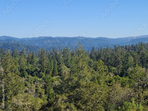 Redwood forests in the Santa Cruz mountains in Northern California