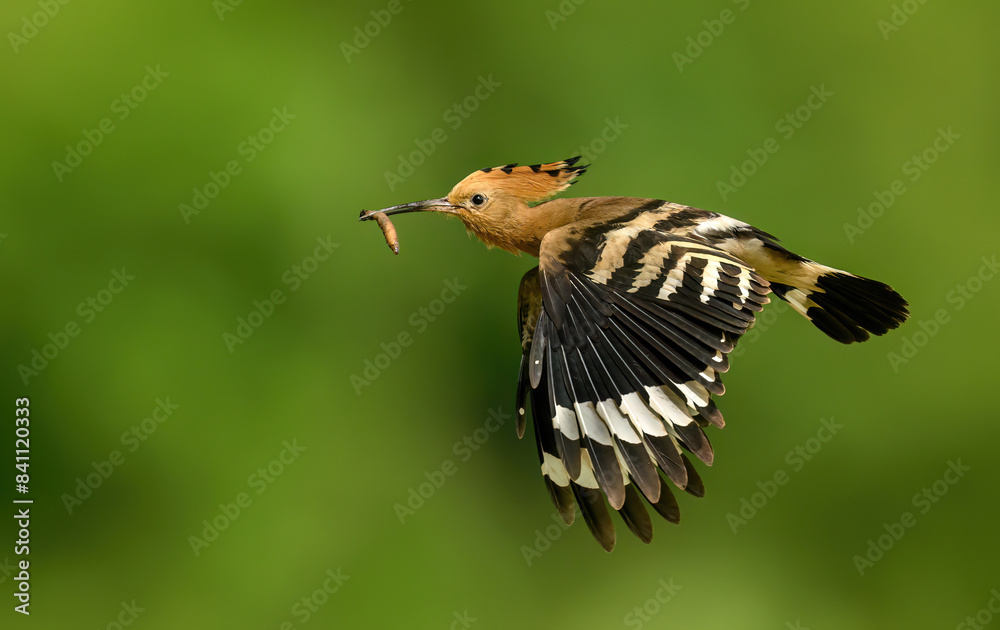 Eurasian hoopoe bird feeding juvenile ( Upupa epops ) Eurasian hoopoe bird feeding juvenile ( Upupa epops )