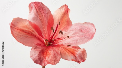 A flower isolated against a white background  captured in a close-up macro photograph with soft studio lighting