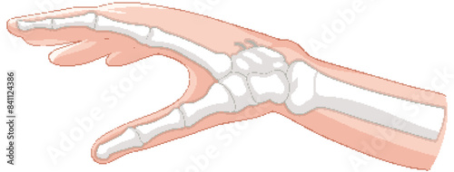 Detailed vector of hand bones and skin