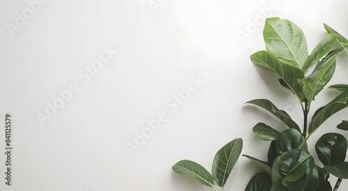 Minimalist White Background with Green Leaves