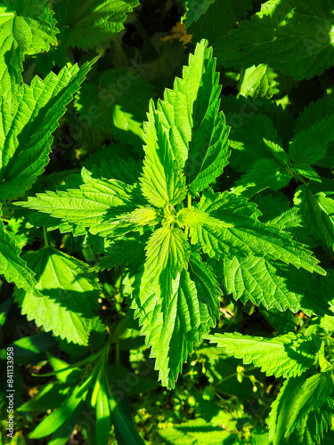 Stinging nettle leaves as background. Green texture of nettle. Top view.