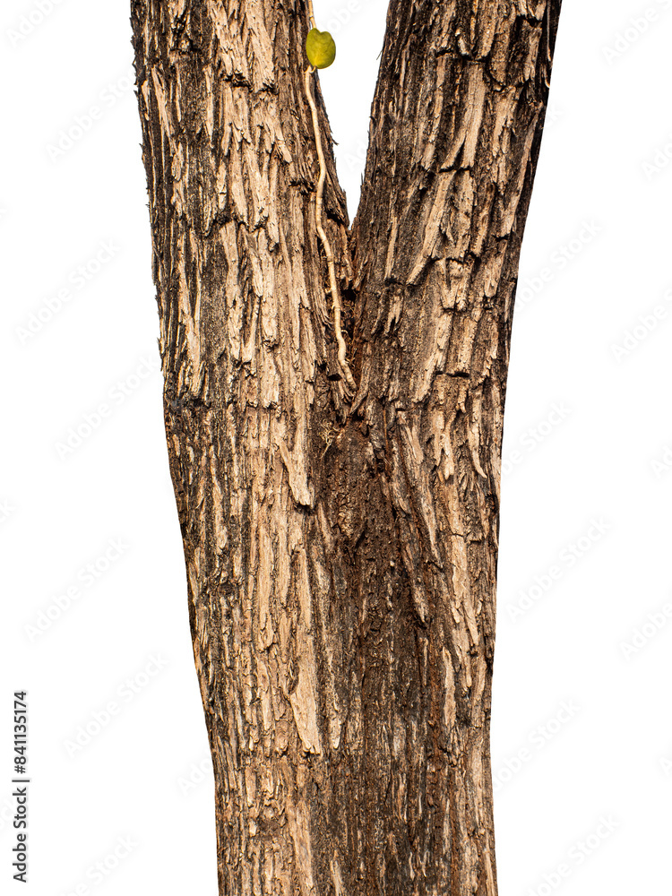 Fototapeta premium Trunk of a tree Isolated On transparent Background.