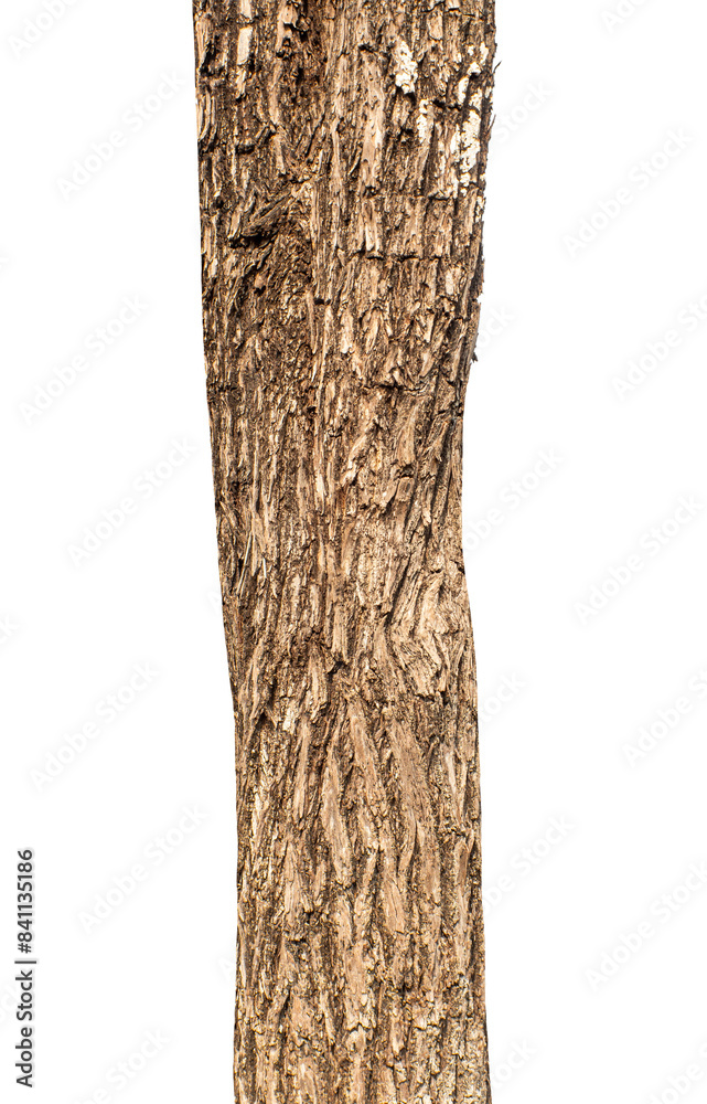 Fototapeta premium Trunk of a tree Isolated On transparent Background.