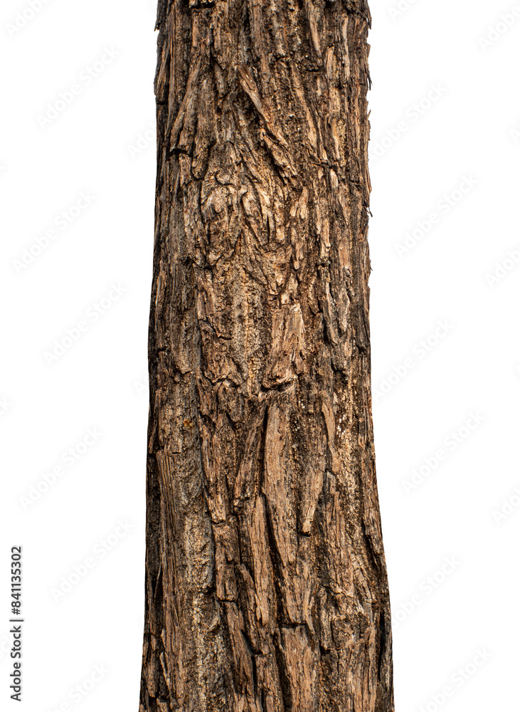 Trunk of a tree Isolated On transparent Background.. Trunk of a tree Isolated On transparent Background..
