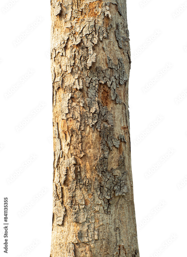 Trunk of a tree Isolated On transparent Background.. Trunk of a tree Isolated On transparent Background..