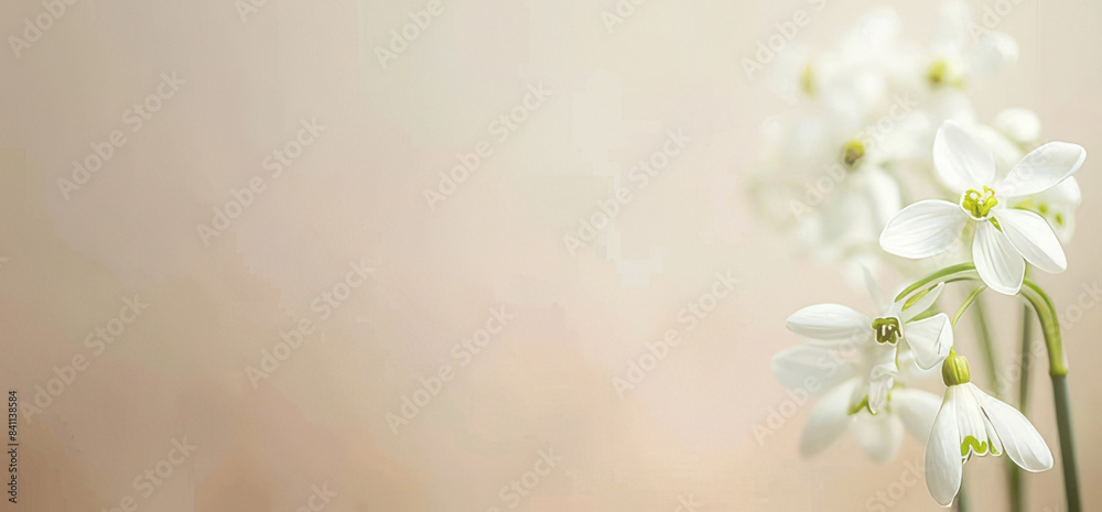 Fototapeta premium Delicate baby's breath flowers against a soft beige background