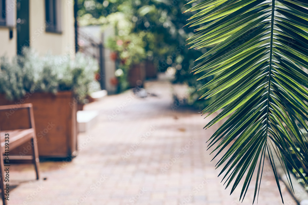Fototapeta premium The foliage of a tropical plant that can be easily copied. A symbol of the absence of environmental pollution. A green branch of a date palm on a blurred natural background. High quality photo