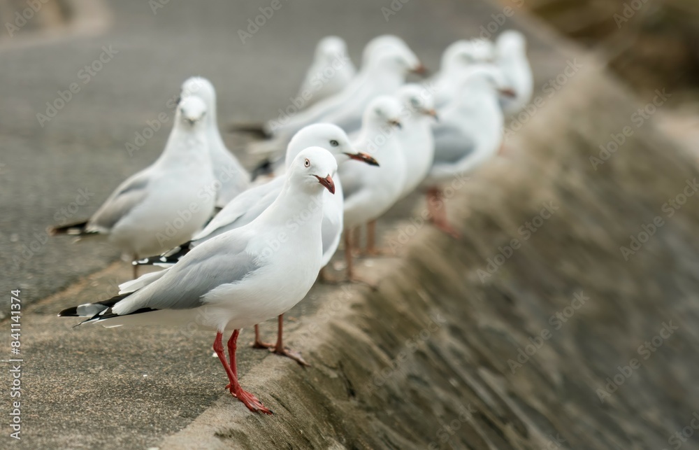 Obraz premium many seagulls sitting on the quay wall