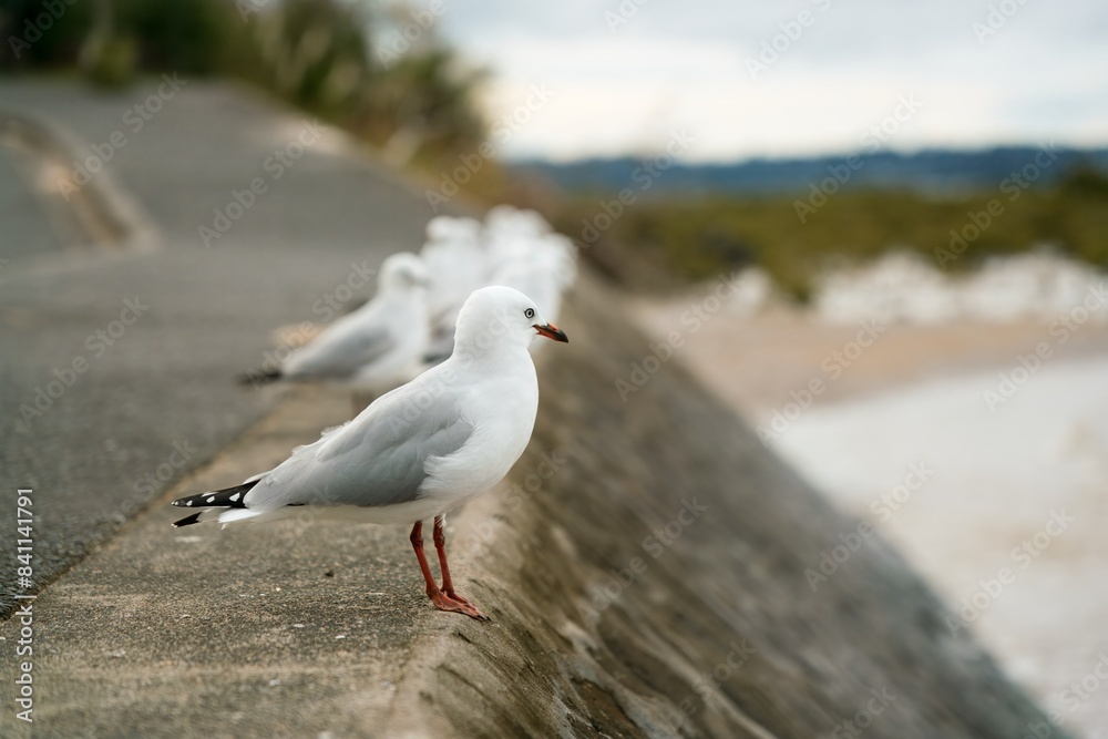 Obraz premium many seagulls sitting on the quay wall