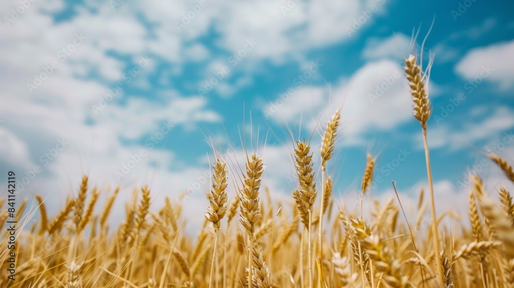 Wheat field against a vibrant blue sky in the background on a clear day Wheat field against a vibrant blue sky in the background on a clear day