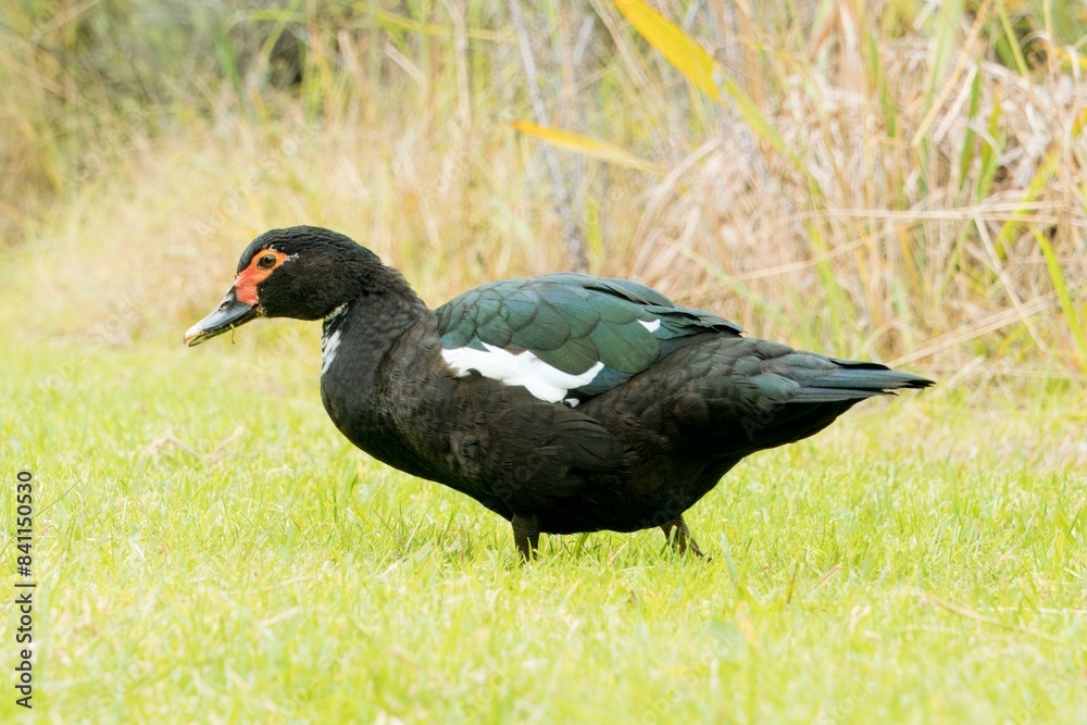 Beautiful Muscovy Duck Grazing on Lush Green Grass