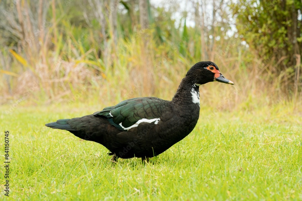 Beautiful Muscovy Duck Grazing on Lush Green Grass Beautiful Muscovy Duck Grazing on Lush Green Grass