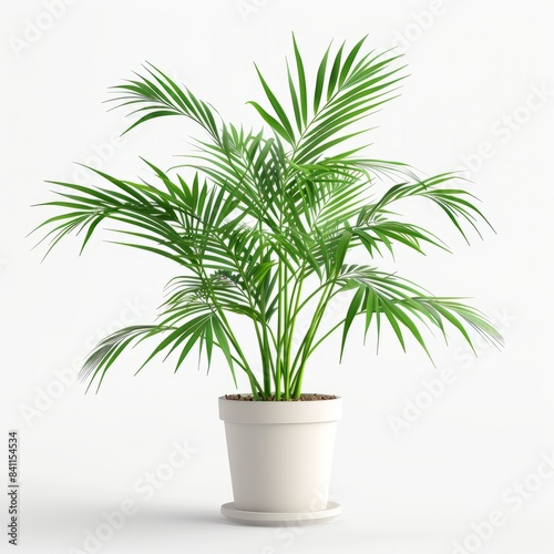 A vibrant Parlor Palm plant with long, slender green leaves grows in a simple white pot, capturing attention against a pristine white background