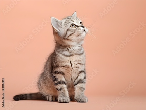 Cute Scottish Fold Kitten Sitting on Pastel Peach Background © LookChin AI