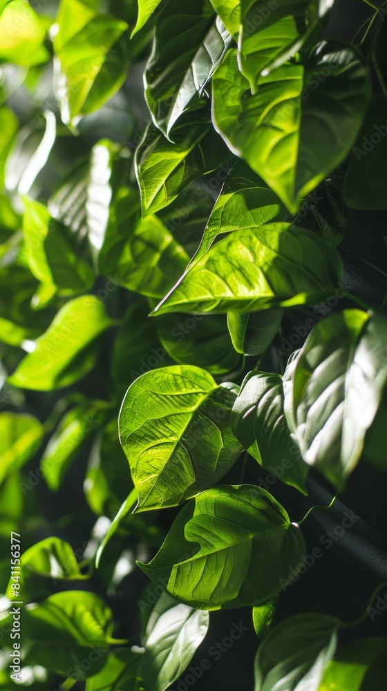 Green leaves thriving in a beam of sunlight Green leaves thriving in a beam of sunlight