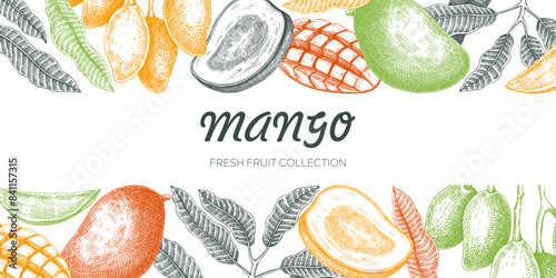 Summer background. Mango fruit sketch in color, hand-drawn vector illustration. Tropical fruit banner, juice packaging, print design. NOT AI generated