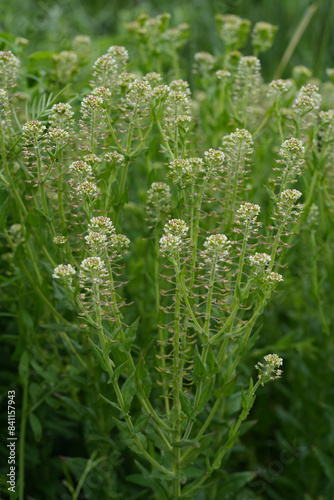 Closeup on an aggregation of unopened flowerbuds of field peppergrass or pepperweed, Lepidium campestre photo