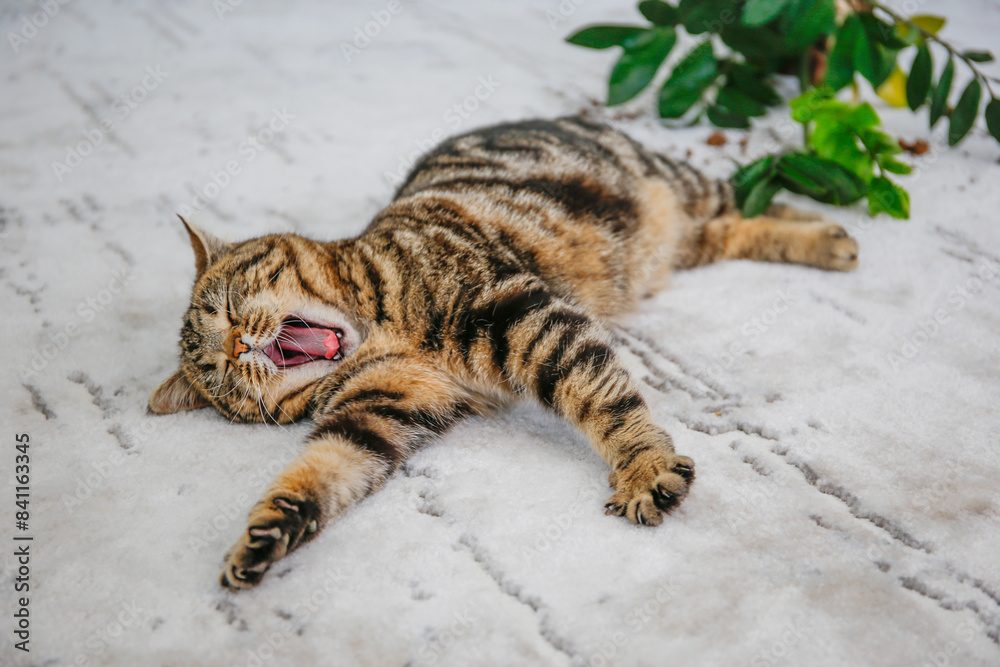 The cat overturned a pot with a flower on the floor. The pet is yawning. The cat overturned a pot with a flower on the floor. The pet is yawning.
