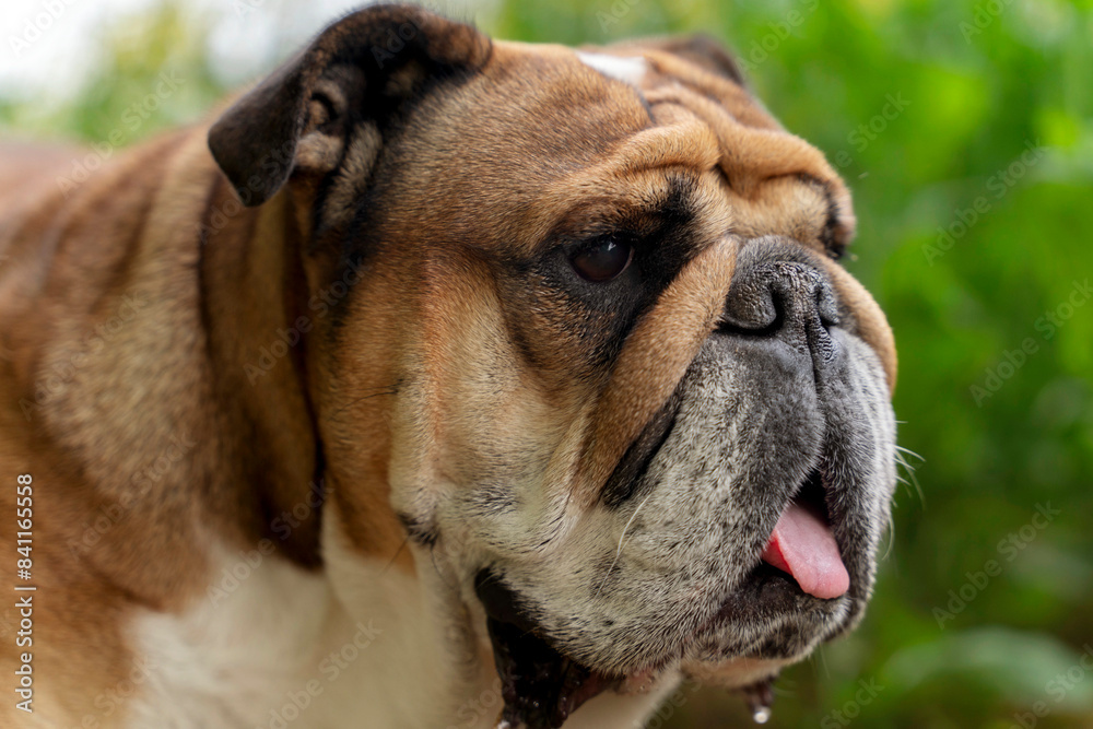 Obraz premium Close Up Portrait of a Brown Bulldog With Tongue Out