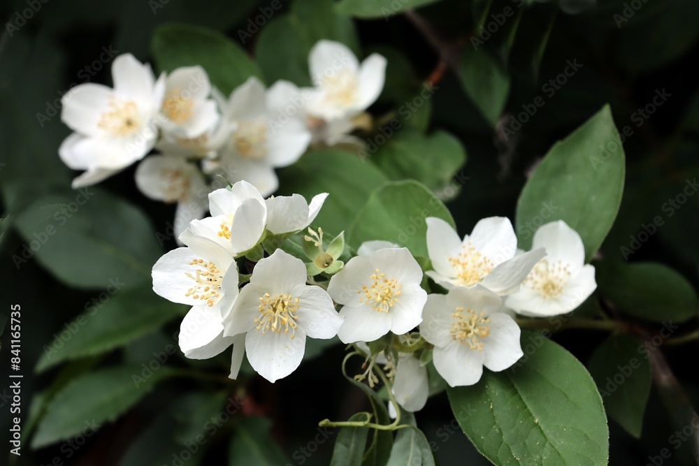 white,fragrant tetrapetalous flowers of jasmine bush at spring white,fragrant tetrapetalous flowers of jasmine bush at spring