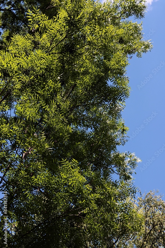 Obraz premium huge ash tree and green foliage