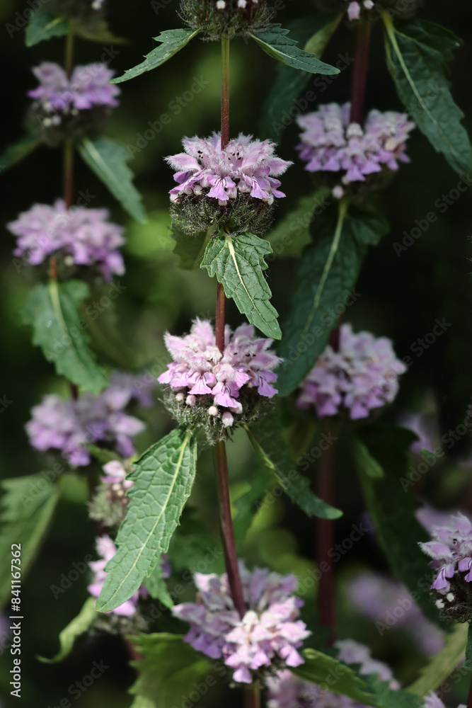 lila flowers of Phlomis tuberosa plant close up lila flowers of Phlomis tuberosa plant close up