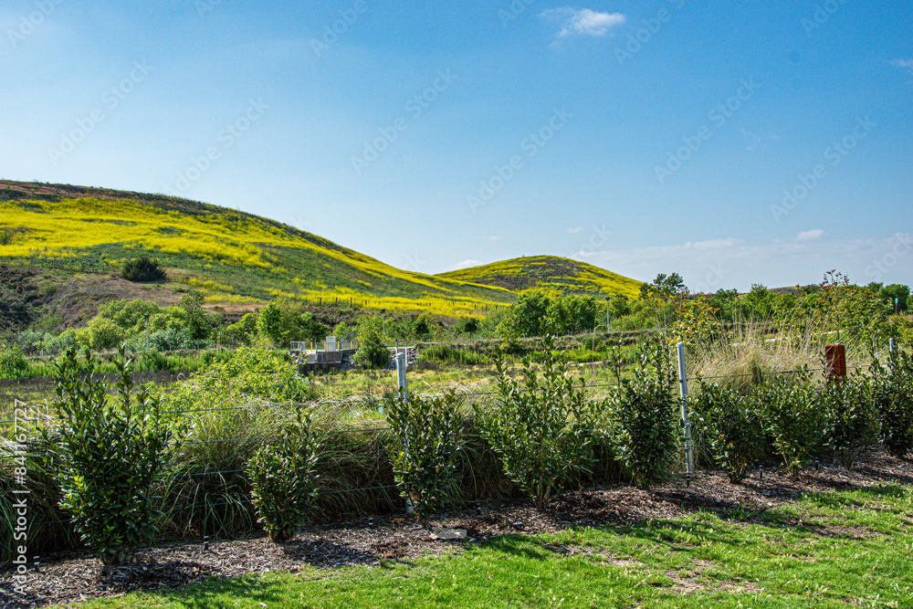 Naklejka premium Yellow Wild Flowers over California Hills