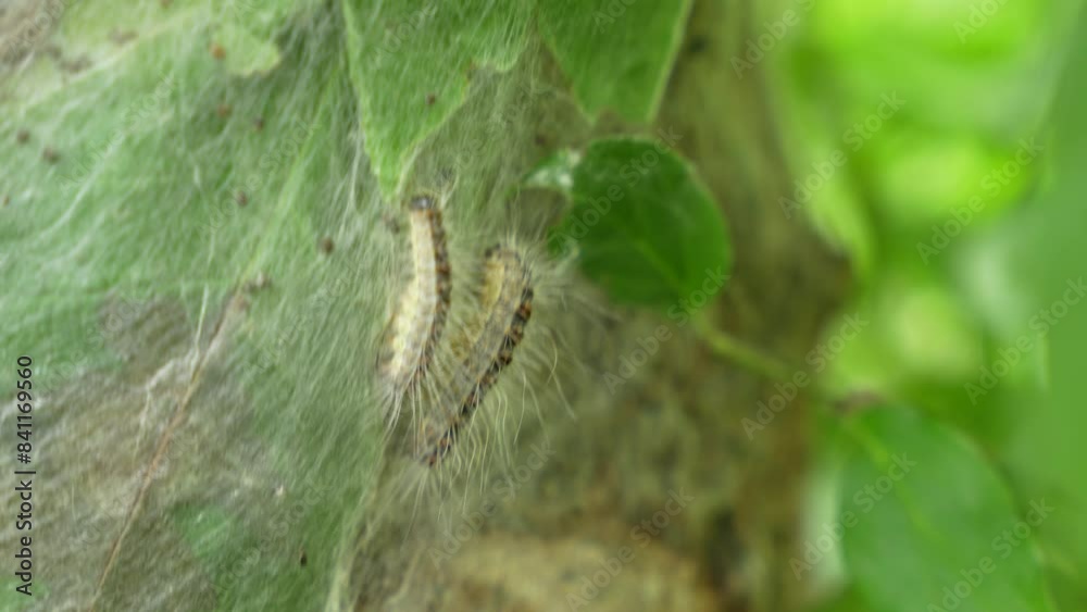 Parasitic oak procession moth caterpillars on an infected tree. Insect attack in the city, environmental problem.